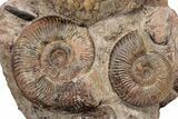 Tall, Jurassic Ammonite (Hammatoceras) Display - France #357375-2